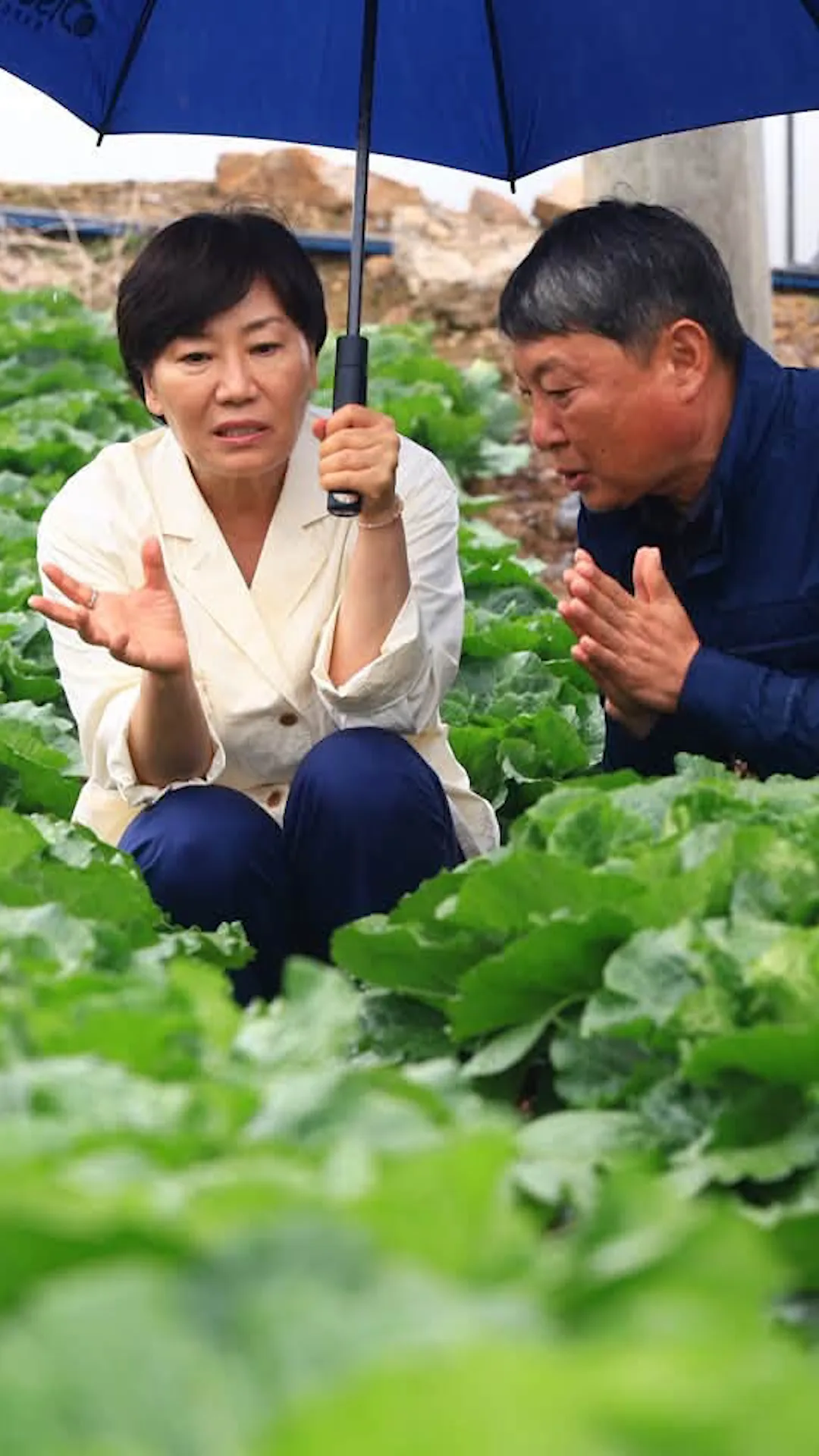 여름배추 생육상황 점검